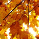 Illustration for article titled 611 Reasons Fall Is the Most Beautiful Season of All